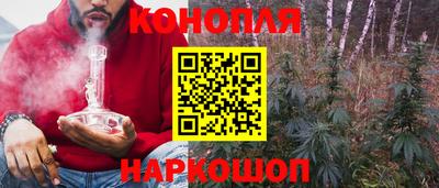 шишки Кингисепп